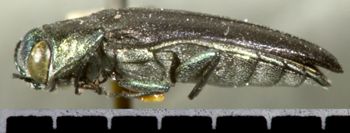 Media type: image;   Entomology 2126 Aspect: habitus lateral view